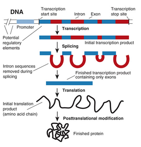 buy regulation of nutrient uptake by plants a