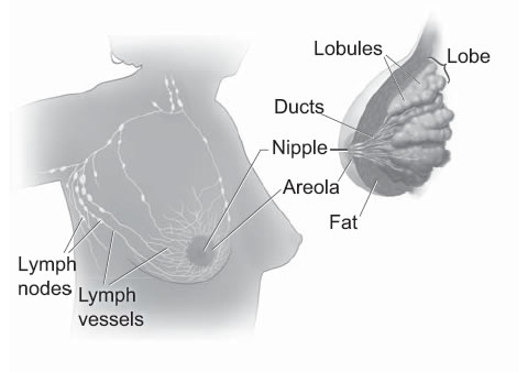 This picture shows the lobes and ducts inside the breast. It also shows the lymph nodes near the breast.