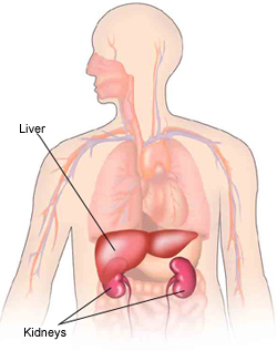 The liver and kidneys, these body organs process chemicals.