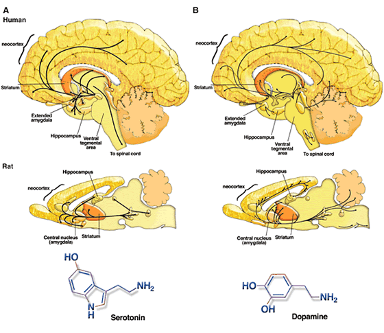 Dopamine