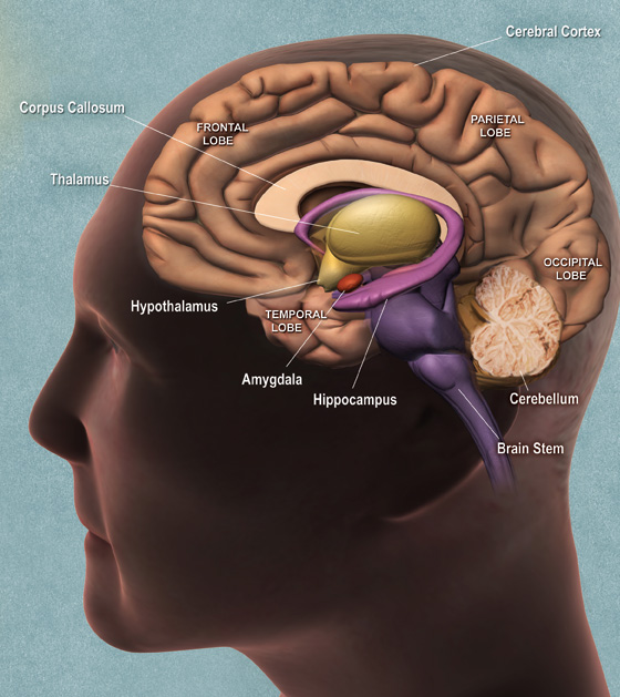 The Human Brain