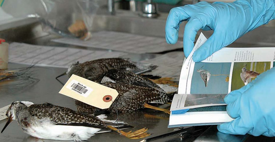 Sampling for bird flu