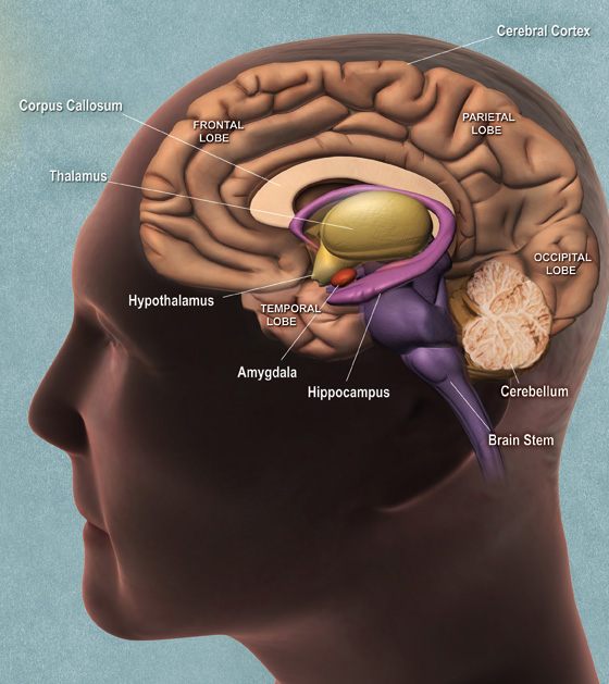 Human Brain Structure