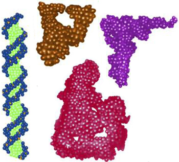 RNA comes in a variety of different shapes. Double-stranded DNA is a staircase-like molecule.