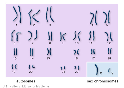 chromosomes in sex humans Multiple