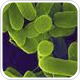 Researchers use metagenomics to reconstruct genome sequence of Shiga-toxigenic Escherichia coli