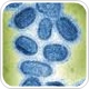A look at the odds associated with the influenza virus