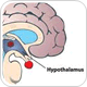 Hypothalamus controls aging throughout the body, scientists report