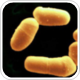 L. reuteri Prodentis effective for treating chronic periodontitis
