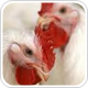 40,000 computers used to tackle bird flu in search for new anti-viral drug discoveries