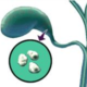 Indomethacin given after digestive diagnostic procedure may prevent pancreatitis: Study