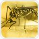 NIH's candidate vaccine safe in treating dengue
