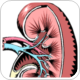 Donor feces more effective than antibiotic for C. difficile infection