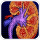 Scientists identify mechanisms by which GLP-1 protects against kidney disease, diabetes