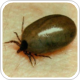 Insect Shield Repellent Apparel can protect against tick bites