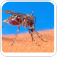 Moscamed introduces new programme to control dengue mosquitoes in Jacobina