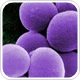 Super gonorrhea spreads important health message to Parliament House