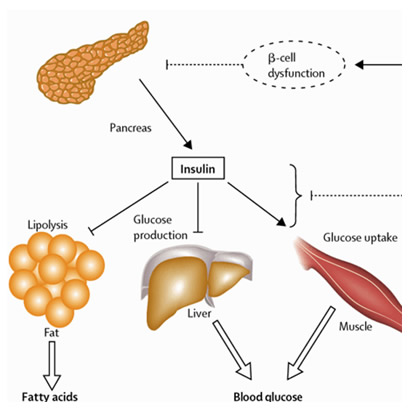 Anabolic hormones in pregnancy