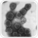 Heart-protective protein finally found