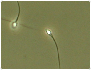 Linkam Scientific temperature controlled warm stages chosen for sperm motility in human fertility testing