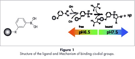 Phenyl Borate Affinity Chromatography