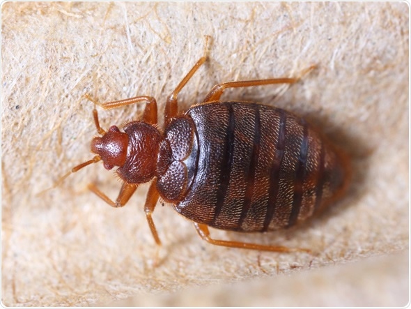 Close up cimex hemipterus on corrugated recycled paper, bedbug, blood sucker - Image Copyright: Smith1972 / Shutterstock