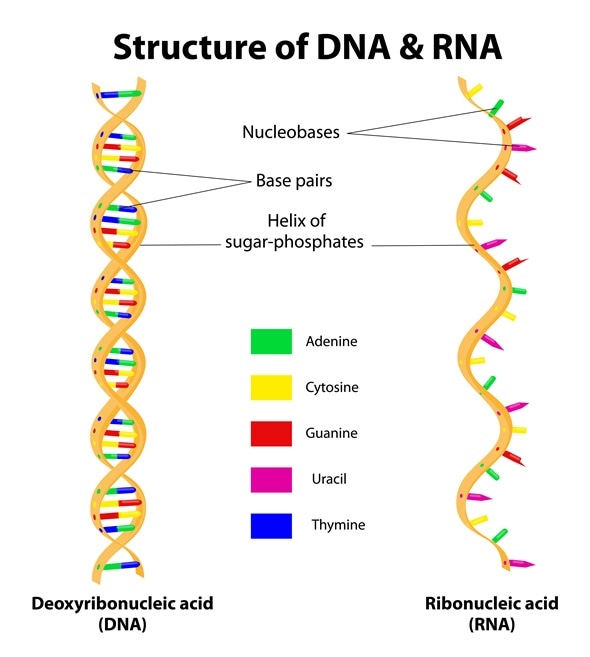 How does a cell use mRNA?