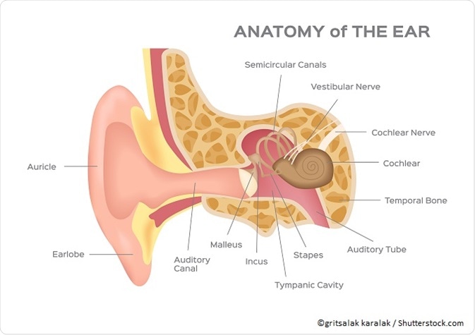 What are the three small bones in the ear?