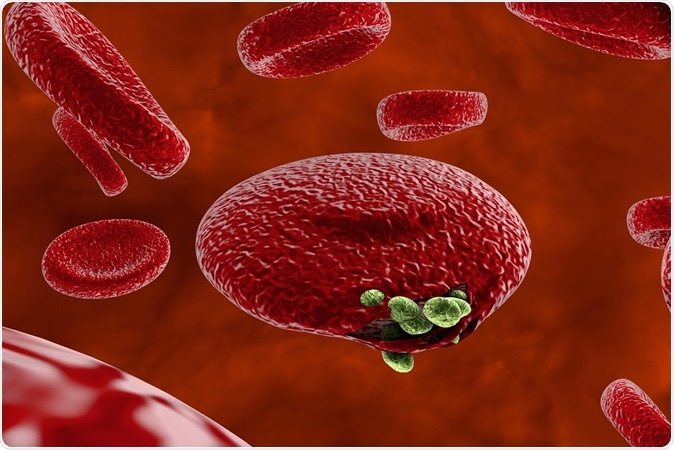 Malaria. Release of malaria parasites from red blood cells. Image credit: Kateryna Kon / Shutterstock