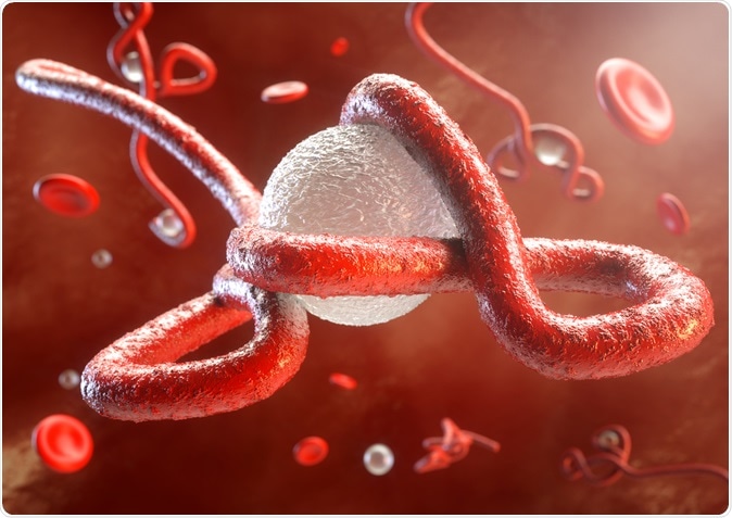 Ebola virus attacks the illustration of the immune system: Image Credit: Crevis / Shutterstock