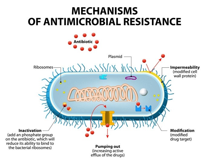 Main mechanisms by which microorganisms exhibit antimicrobial resistance. Image Credit: Designua / Shutterstock