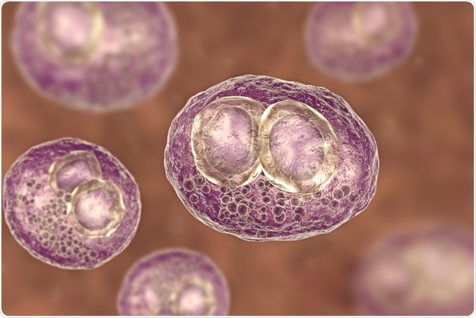 Cytomegalovirus CMV in a human cell. Image credit: Kateryna Kon / Shutterstock