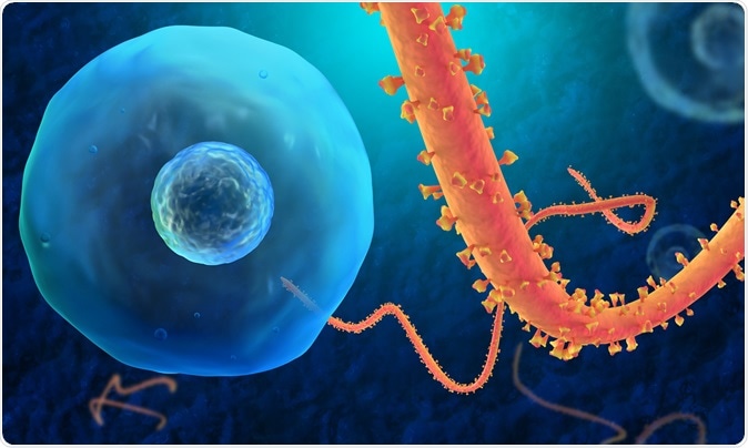 Illustration of Ebola virus. Image Credit: Party / Shutterstock