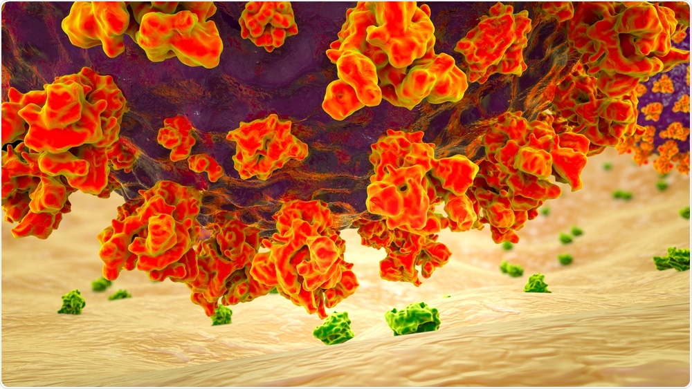 SARS-CoV-2 virus binding to ACE2 receptors on a human cell. Image Credit: Kateryna Kon / Shutterstock