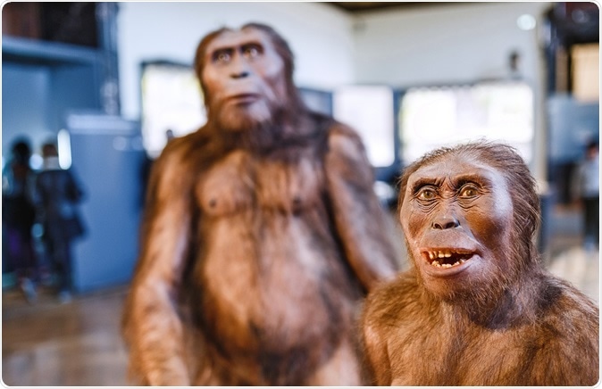 Nature and Science news: VIENNA, MUSEUM OF NATURAL HISTORY, AUSTRIA: Installation demonstrating the prehistoric ancestors of man homo erectus. Image Credit: Shutterstock Nature and Science news: VIENNA, MUSEUM OF NATURAL HISTORY, AUSTRIA: Installation demonstrating the prehistoric ancestors of man homo erectus. Image Credit: Shutterstock