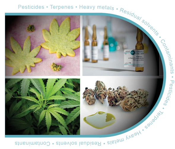 Cannabis catalog cover