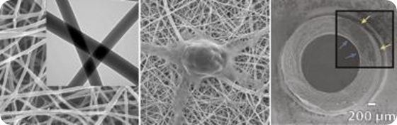 The left panel shows a closeup of chitosan and polyester fibers woven at the nanometer scale. The middle panel shows a nerve cell growing on the resulting mesh, which has a texture similar to the body's fibrous connective tissue. The right panel shows a cross-section of the synthetic nerve guide. Arrows point to nerve cells that have attached to the inner and outer surfaces of the tube. Credit: University of Washington