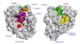 The catalytic domain of Clostridium botulinum neurotoxin type F (represented as a molecular surface, gray) bound to an inhibitor molecule (colored ribbon) designed to mimic the nerve-cell protein the toxin cleaves. The mimic protein interacts with the toxin at several exosites (purple-, brown-, and green-shaded areas) in addition to the active site (red) that performs the cleaving action, suggesting that blocking these interactions could thwart the toxins deadly action. The catalytic domain of Clostridium botulinum neurotoxin type F (represented as a molecular surface, gray) bound to an inhibitor molecule (colored ribbon) designed to mimic the nerve-cell protein the toxin cleaves. The mimic protein interacts with the toxin at several exosites (purple-, brown-, and green-shaded areas) in addition to the active site (red) that performs the cleaving action, suggesting that blocking these interactions could thwart the toxins deadly action.
