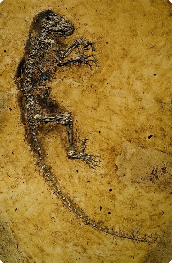 Darwinius-masillae