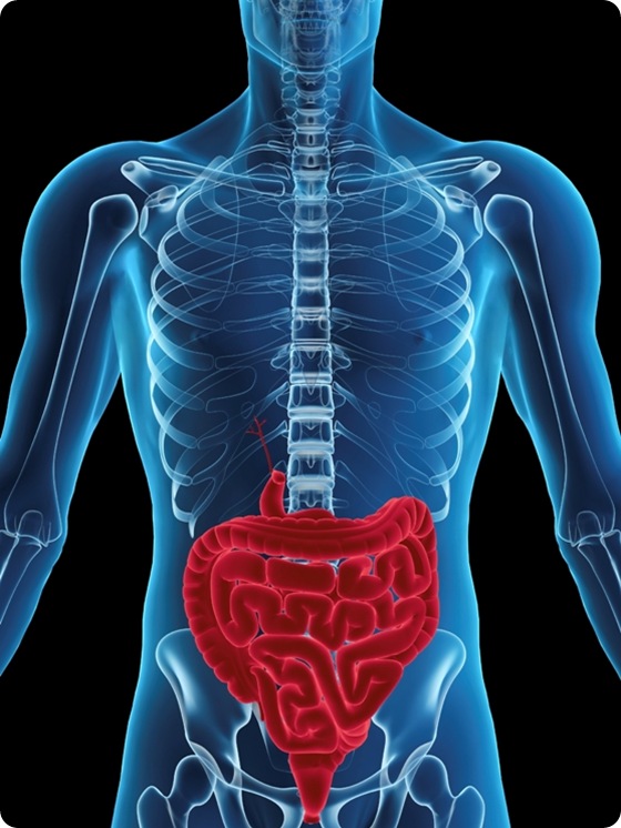 Digestive System