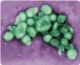 This colorized negative stained transmission electron micrograph (TEM) depicts some of the ultrastructural morphology of the A/CA/4/09 swine flu virus. Credit: CDC/C. S. Goldsmith and A. Balish