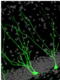 Human brains sprout new neurons -- shown in green -- throughout life, particularly in the hippocampus, the brain's learning and memory center. Human brains sprout new neurons -- shown in green -- throughout life, particularly in the hippocampus, the brain's learning and memory center.