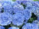 Hydrangea Hydrangea