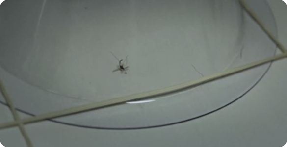 Malaria photo 2