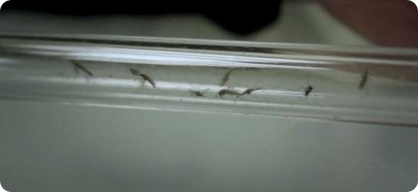 Malaria photo 3