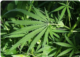 Marijuana / cannabis plant
