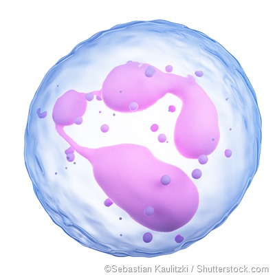 Neutrophil illustration