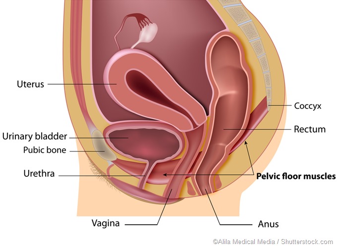 Pelvic floor illustration