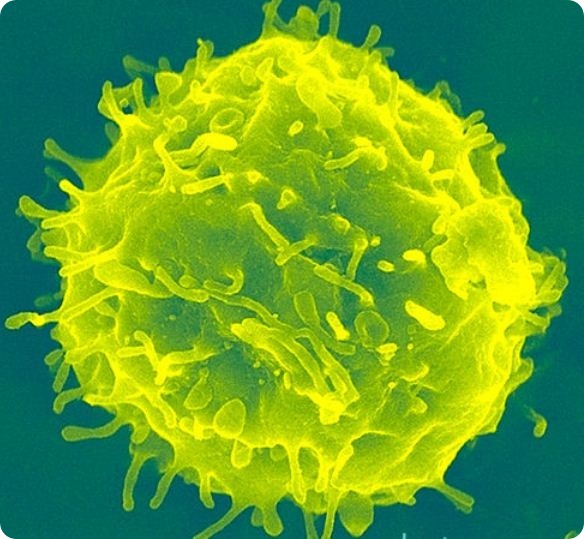 amsbiopr86-image