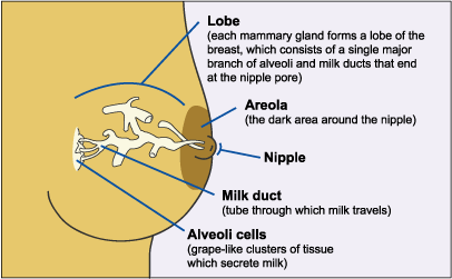 Breast anatomy